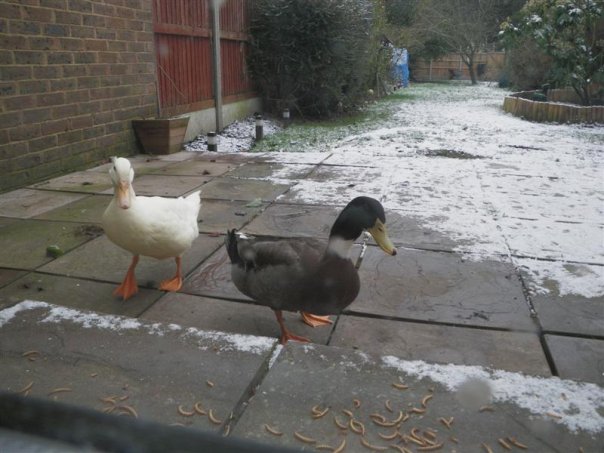 DucksSnow.jpg